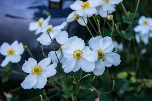 Красивые Белые Анемоны Наперстянки Ветряные Цветы Цвету Открытом Воздухе Парке — стоковое фото