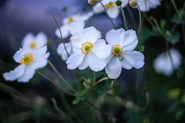 Anêmona Branca Bonita Thimbleweed Windflowers Flor Livre Parque — Fotografia de Stock