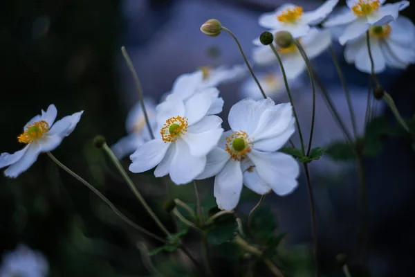 Anêmona Branca Bonita Thimbleweed Windflowers Flor Livre Parque — Fotografia de Stock