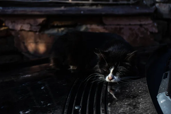 Hermoso Gato Sin Hogar Aire Libre Las Calles Ciudad Otoñal — Foto de Stock