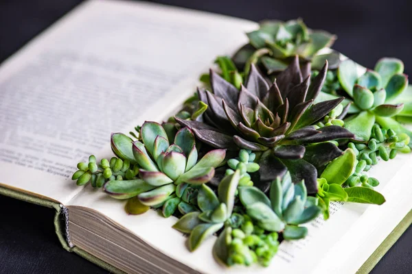 Perle Von Nurnberg plants on a book page as a gift composition