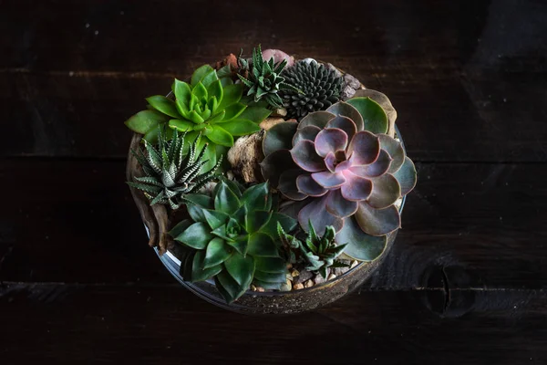 Perle Von Nurnberg Planta Uma Composição Presente — Fotografia de Stock