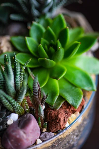 Pianta Perle Von Nurnberg Una Composizione Regalo — Foto Stock