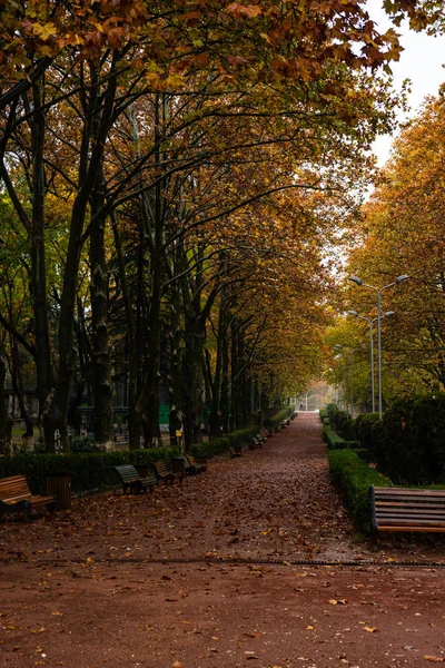Mattina Nebbiosa Piovosa Uno Dei Parchi Più Famosi Tbilisi Georgia — Foto Stock