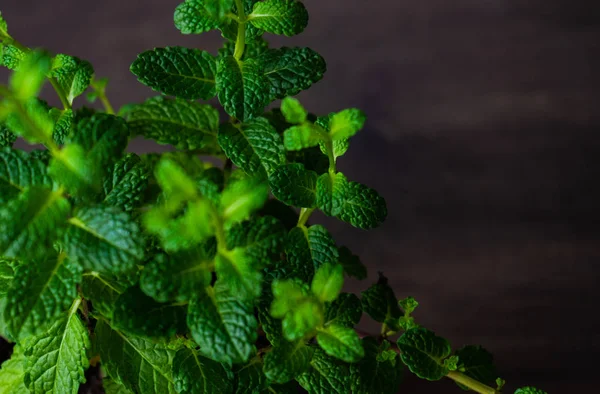 Menanam Tanaman Mint Moroccan Dengan Daun Hijau Segar Atas Meja — Stok Foto