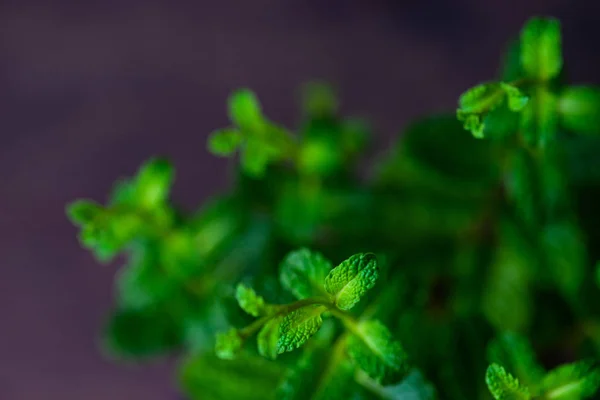 Menanam Tanaman Mint Moroccan Dengan Daun Hijau Segar Atas Meja — Stok Foto