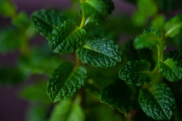 Menanam Tanaman Mint Moroccan Dengan Daun Hijau Segar Atas Meja — Stok Foto