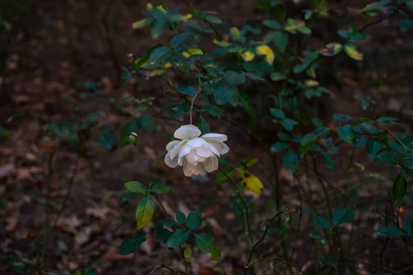 Blooming Λευκή Αυξήθηκε Χειμερινό Κήπο Φυσικό Φόντο Αντίγραφο Χώρου — Φωτογραφία Αρχείου