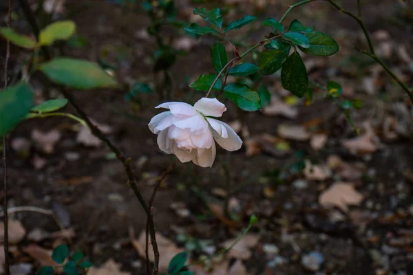 Floração Rosa Branca Jardim Inverno Como Fundo Natural Com Espaço — Fotografia de Stock