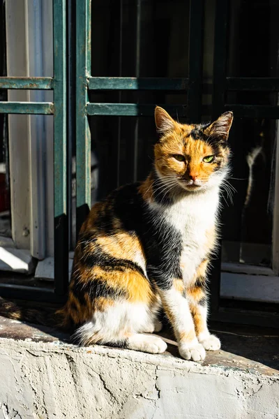 Pencerenin Üzerinde Oturan Güneşli Bir Gün Zevk Alaca Kat Kedi — Stok fotoğraf