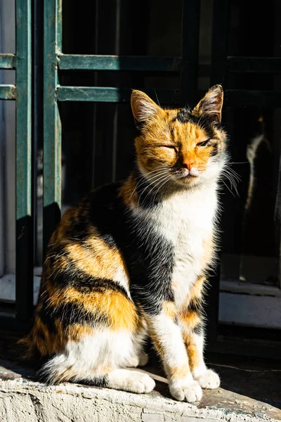 Calico Coat Cat Sitting Window Enjoying Sunny Day — Stock Photo, Image