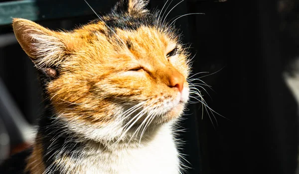 Calico Coat Cat Sitting Window Enjoying Sunny Day — Stock Photo, Image