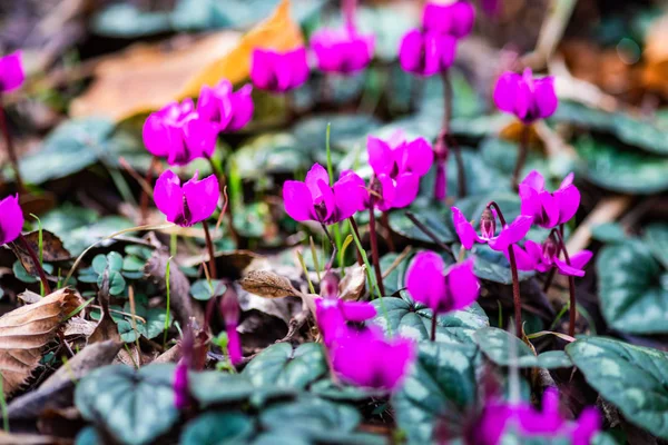 First Spring Flowers Wood Erythronium Sibiricum Spring Time Card Concept — Stock Photo, Image