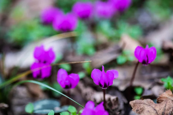 Eerste Lente Bloemen Het Hout Erythronium Sibiricum Voorjaar Tijdkaart Concept — Stockfoto