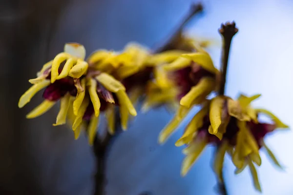 Chimonanthus Wintersweet Aile Calycanthacea Bir Bahar Bahçe Çiçekli Bitkilerin Cins — Stok fotoğraf