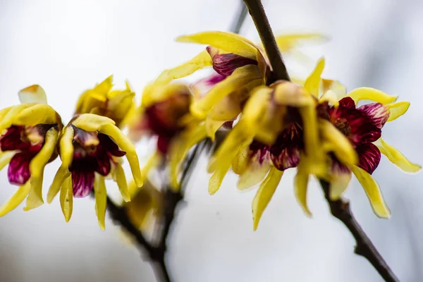 Chimonanthus Bonbon Hiver Genre Plantes Fleurs Famille Des Calycanthacées Dans — Photo