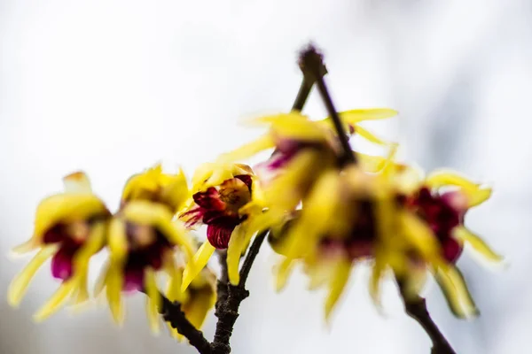 Chimonanthus Wintersweet Γένος Αγγειόσπερμων Φυτών Στην Οικογένεια Calycanthacea Έναν Κήπο — Φωτογραφία Αρχείου