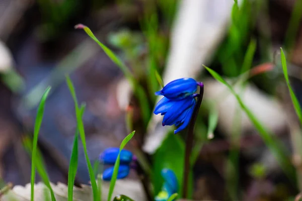 Het Eerste Blauwe Scilla Siberica Lentebloemen Een Wild Bos — Stockfoto