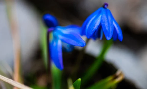 Het Eerste Blauwe Scilla Siberica Lentebloemen Een Wild Bos — Stockfoto