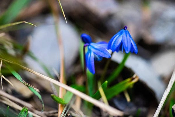 Het Eerste Blauwe Scilla Siberica Lentebloemen Een Wild Bos — Stockfoto