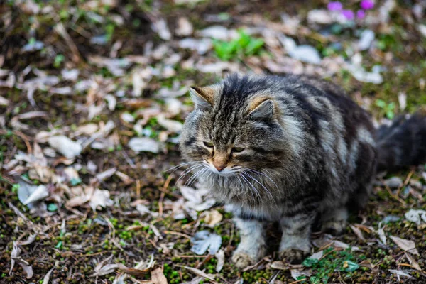 Lindo Gato Sin Hogar Caminando Primavera Parque —  Fotos de Stock
