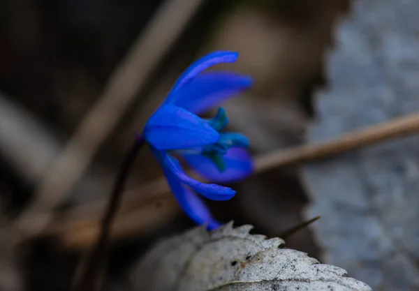 Het Eerste Blauwe Scilla Siberica Lentebloemen Een Wild Bos — Stockfoto