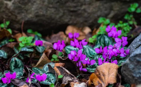 Eerste Lente Bloemen Het Hout Erythronium Sibiricum Voorjaar Tijdkaart Concept — Stockfoto