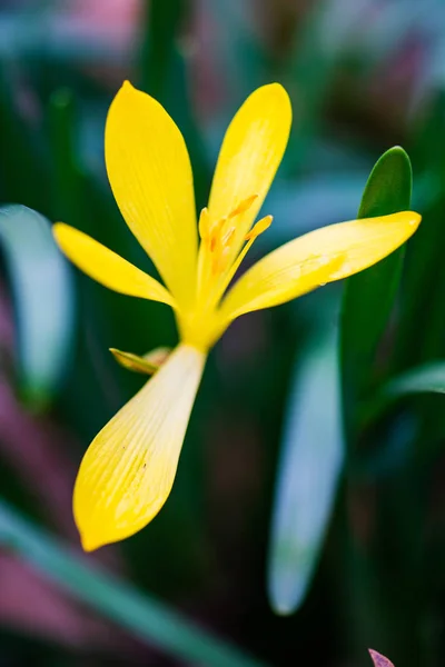 Primi Fiori Primaverili Fiori Croco Nel Bosco — Foto Stock