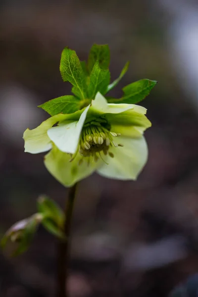 Helleborus Uma Das Primeiras Flores Primavera Madeira — Fotografia de Stock