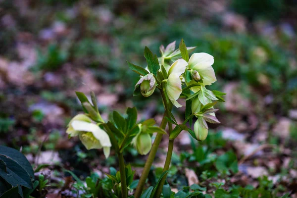 Helleborus Första Vårblommorna Trä — Stockfoto