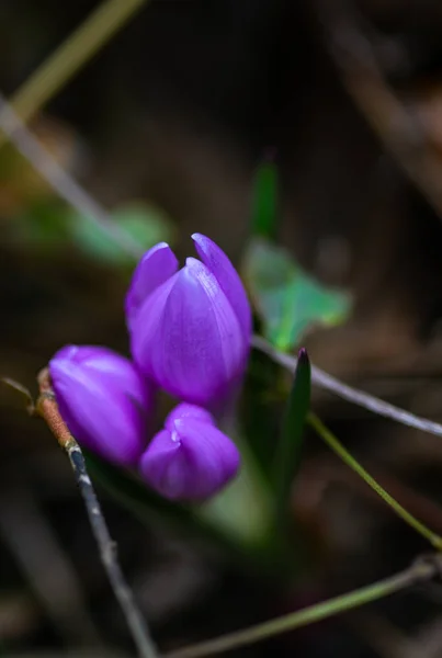Первые Весенние Цветы Крокус Лесу — стоковое фото