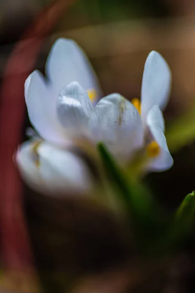 Első Tavaszi Virágok Crocus Virágok — Stock Fotó