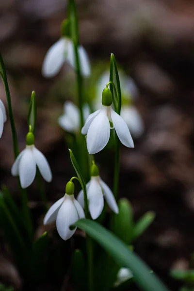 Λευκό Λευκόιο Λουλούδια Ένα Δάσος Μια Κάρτα Χρόνου Άνοιξη — Φωτογραφία Αρχείου