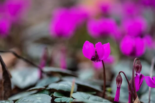 First Spring Flowers Wood Erythronium Sibiricum Spring Time Card Concept — Stock Photo, Image