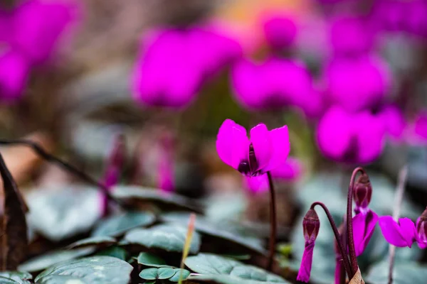 Első Tavaszi Virágok Erythronium Sibiricum Tavaszi Idő Kártya Fogalom — Stock Fotó