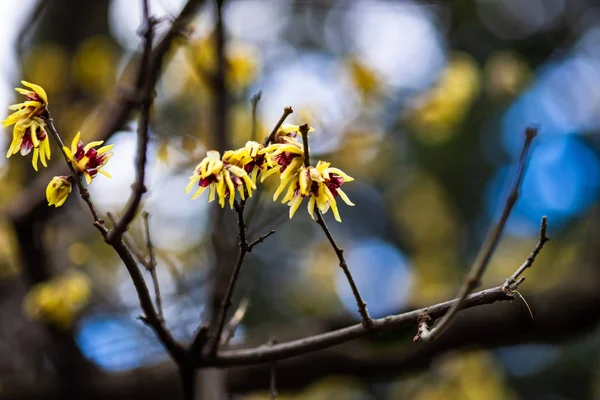 Chimonanthus Wintersweet Calycanthacea 정원에서 가족의 식물의 — 스톡 사진