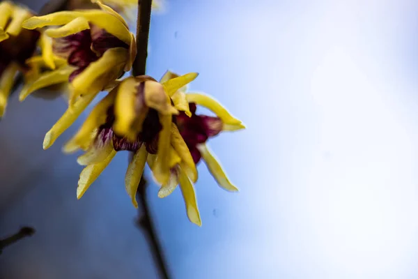 Chimonanthus Wintersweet Calycanthacea 정원에서 가족의 식물의 — 스톡 사진