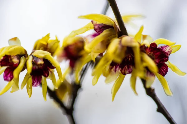 Chimonanthus Wintersweet Genus Flowering Plants Family Calycanthacea Spring Garden — Stock Photo, Image