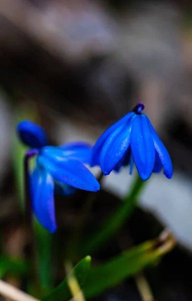 Irst Spring Blue Scilla Siberica Flowers Wild Forest — Stock Photo, Image