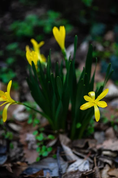 První Jarní Květy Crocus Květy Lese — Stock fotografie