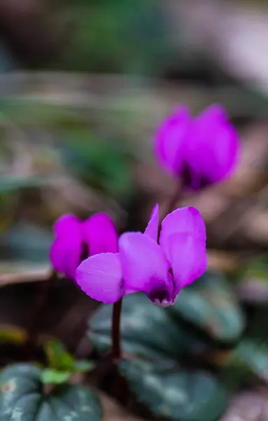 Első Tavaszi Virágok Erythronium Sibiricum Tavaszi Idő Kártya Fogalom — Stock Fotó