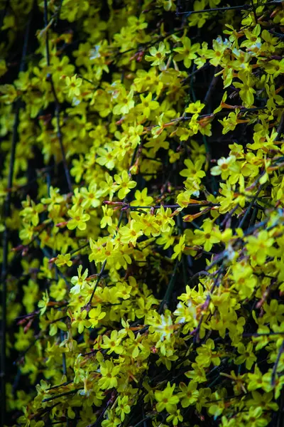 Primeiras Flores Sino Amarelo Forsythia Jardim — Fotografia de Stock