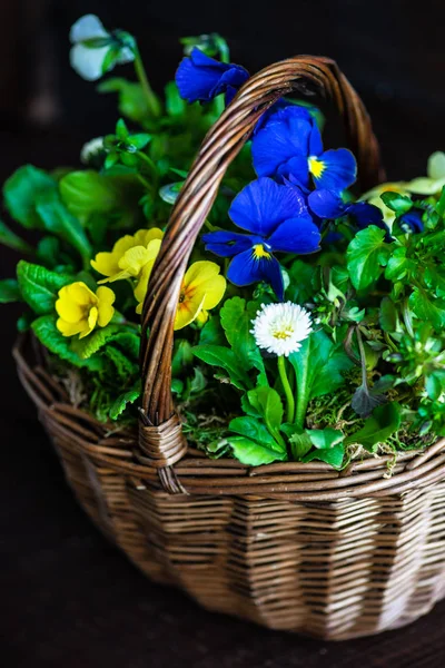 Frühling Blumenkonzept Für Osterferien Auf Dunklem Holzhintergrund Mit Kopierraum — Stockfoto