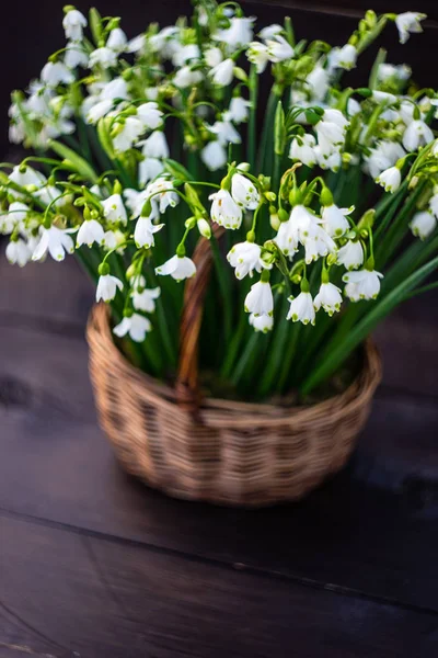 Cesto pieno di bucaneve — Foto Stock