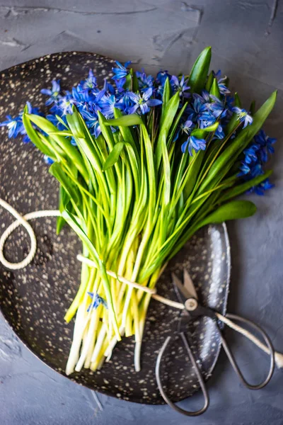 Spring table setting with scilla siberica — Stock Photo, Image