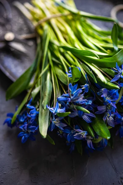 Nastavení pružných tabulek pomocí Scilla siberica — Stock fotografie