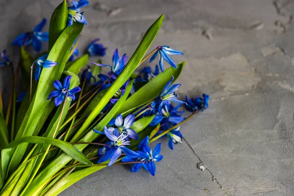 Conceptul cardului floral de primăvară — Fotografie, imagine de stoc