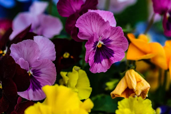 Frühlingsblumenkarte — Stockfoto