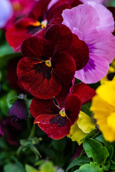 Tarjeta floral de primavera — Foto de Stock