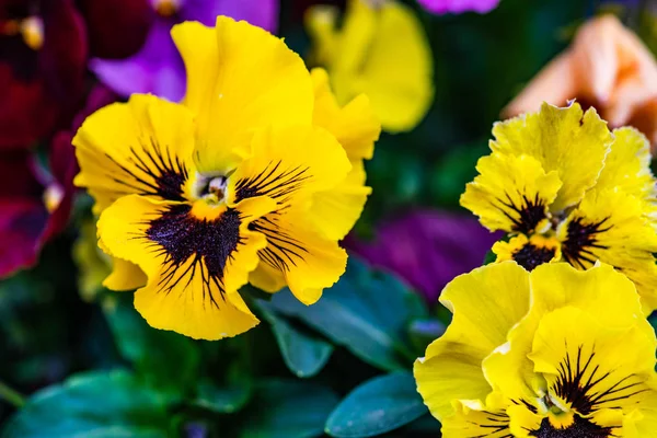 Frühlingsblumenkarte — Stockfoto